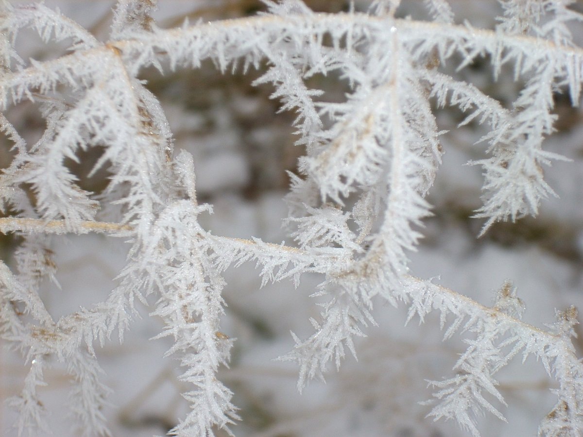 Ефимов день. Открытые источники.
