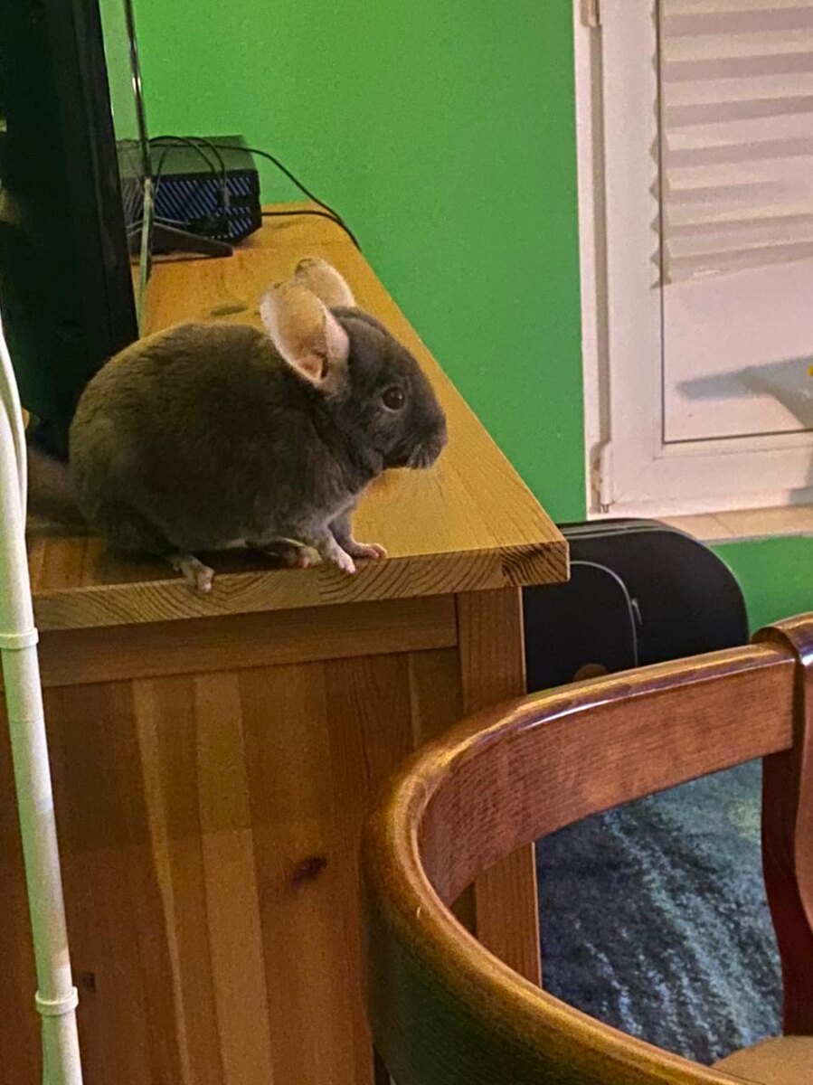 Особо опасна! Обвиняется в невыносимой милоте и похищении сердец! Моя Мишель! Фото автора.