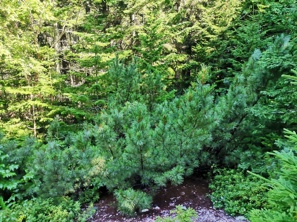 Кедровый стланик