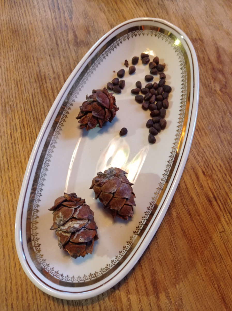 Шишки и семена кедрового стланика