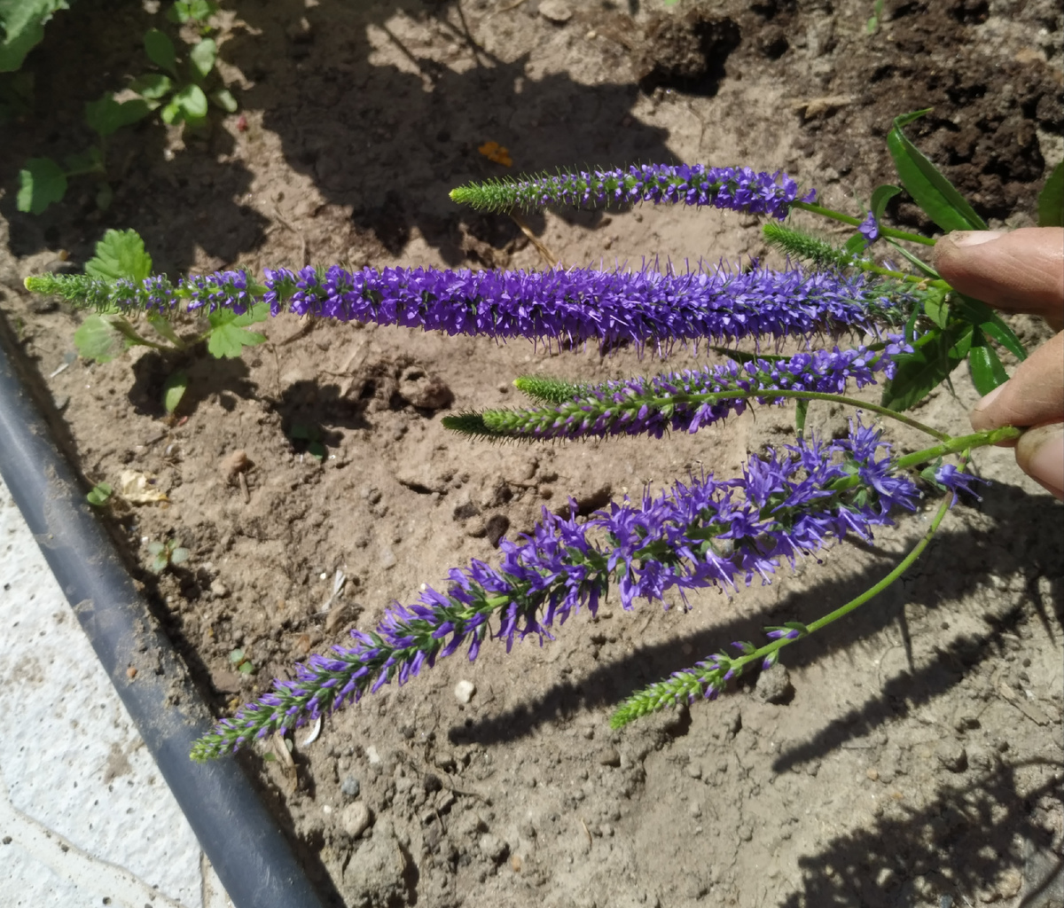 2 синие вероники отличаются плотностью соцветий