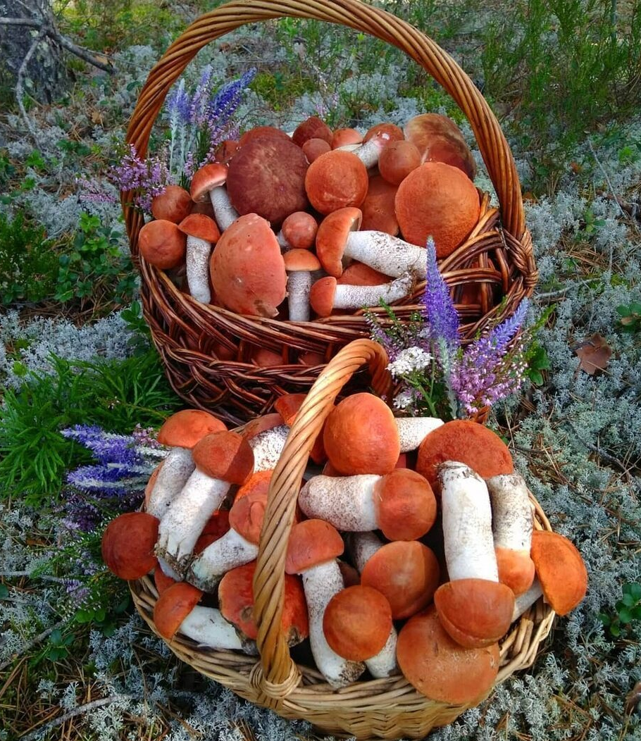 За такой красотой грибники способны пройти десятки километров. (Фото: i.pinimg.com).