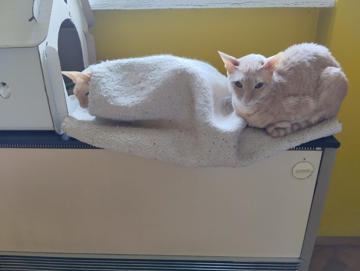 Белка в эффекте кокона, она заворачивается мастерски в разные одеялки.