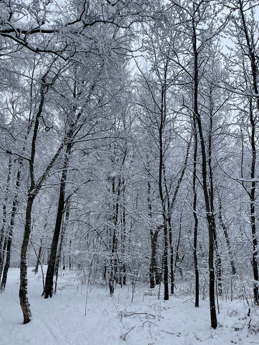 Парк "Березовая роща" Москва декабрь 2025