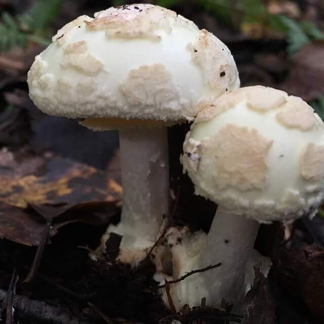 Мухомор поганковидный, север Подмосковья 