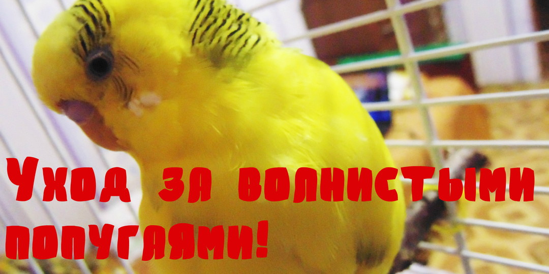 ПИТАНИЕ ВОЛНИСТЫХ ПОПУГАЕ! Уход за попугаями!