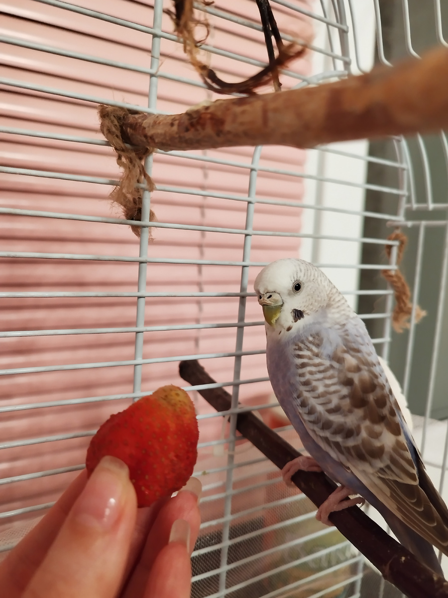 Предлагаю Молли клубнику