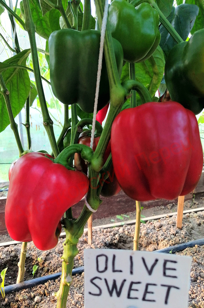 Olive Sweet (Оливковый сладкий)