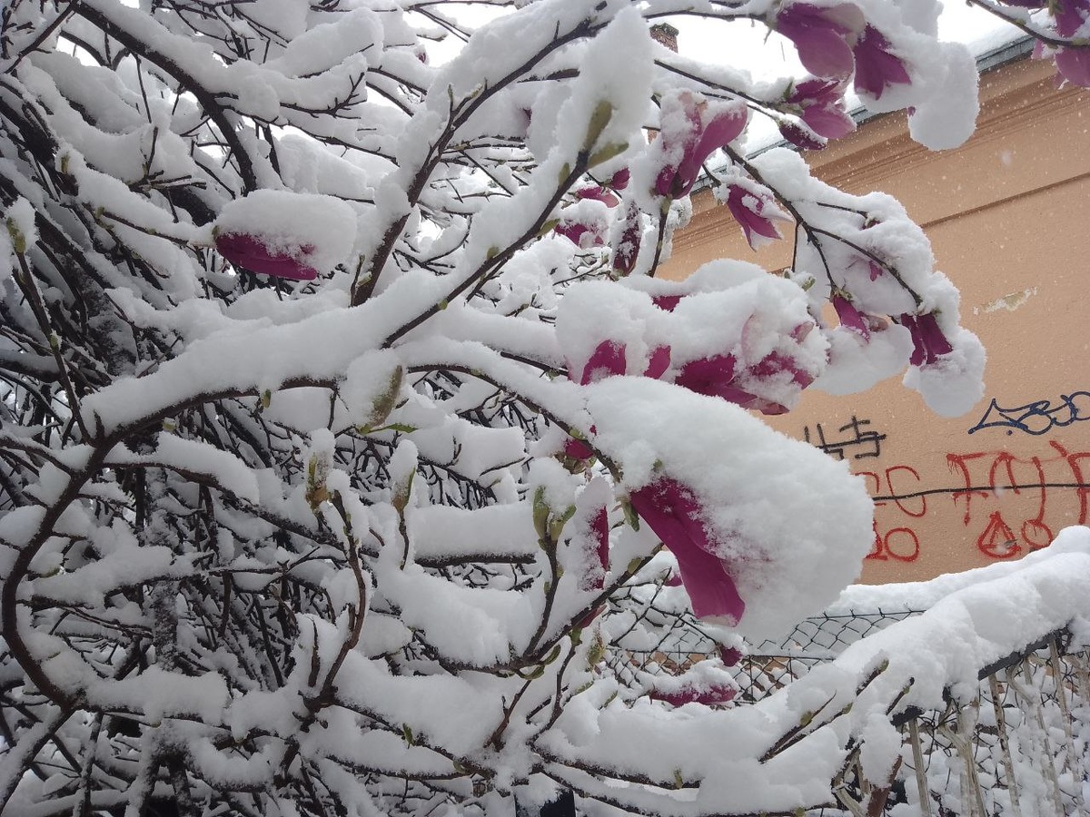 Магнолия в снегу.