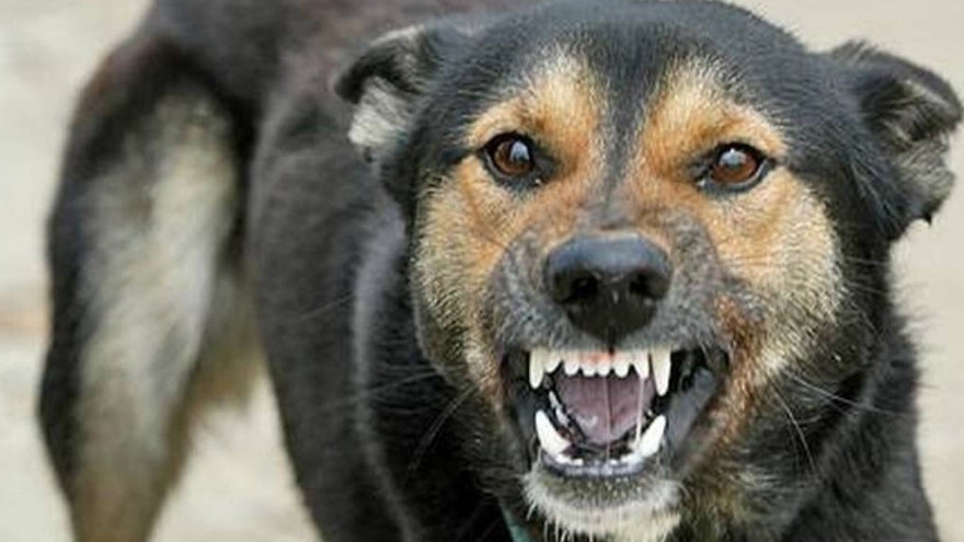    фото: vesti-yamal.ru