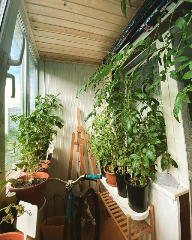 Огород на балконе