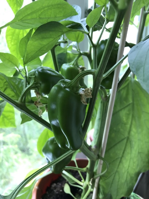 Карликовые сорта черри, зелёного перчика и баклажана.