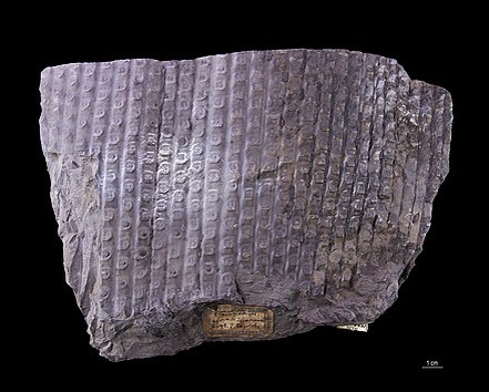 Окаменелость коры сигиллярии.