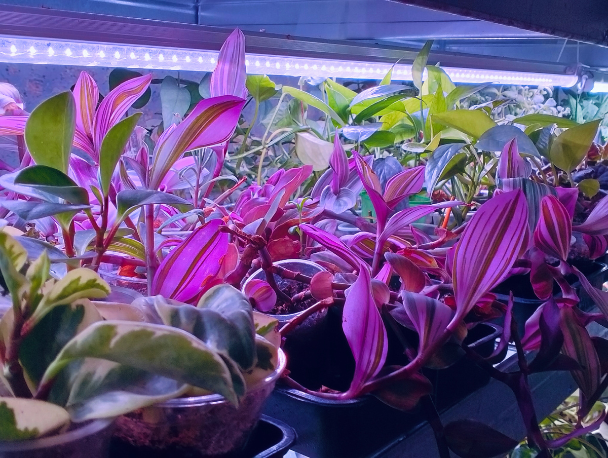 Мини-плантация традесканции Нанук 