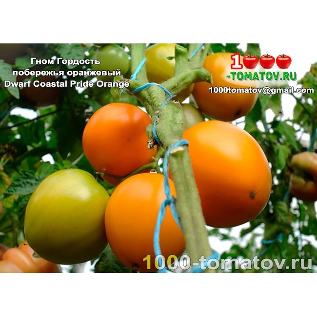 Томат Гном Гордость побережья оранжевый Dwarf Coastal pride orange  1