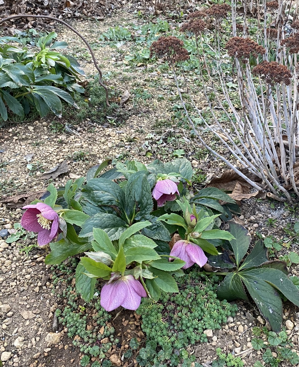 02.02.25 Морозники розовый и белый