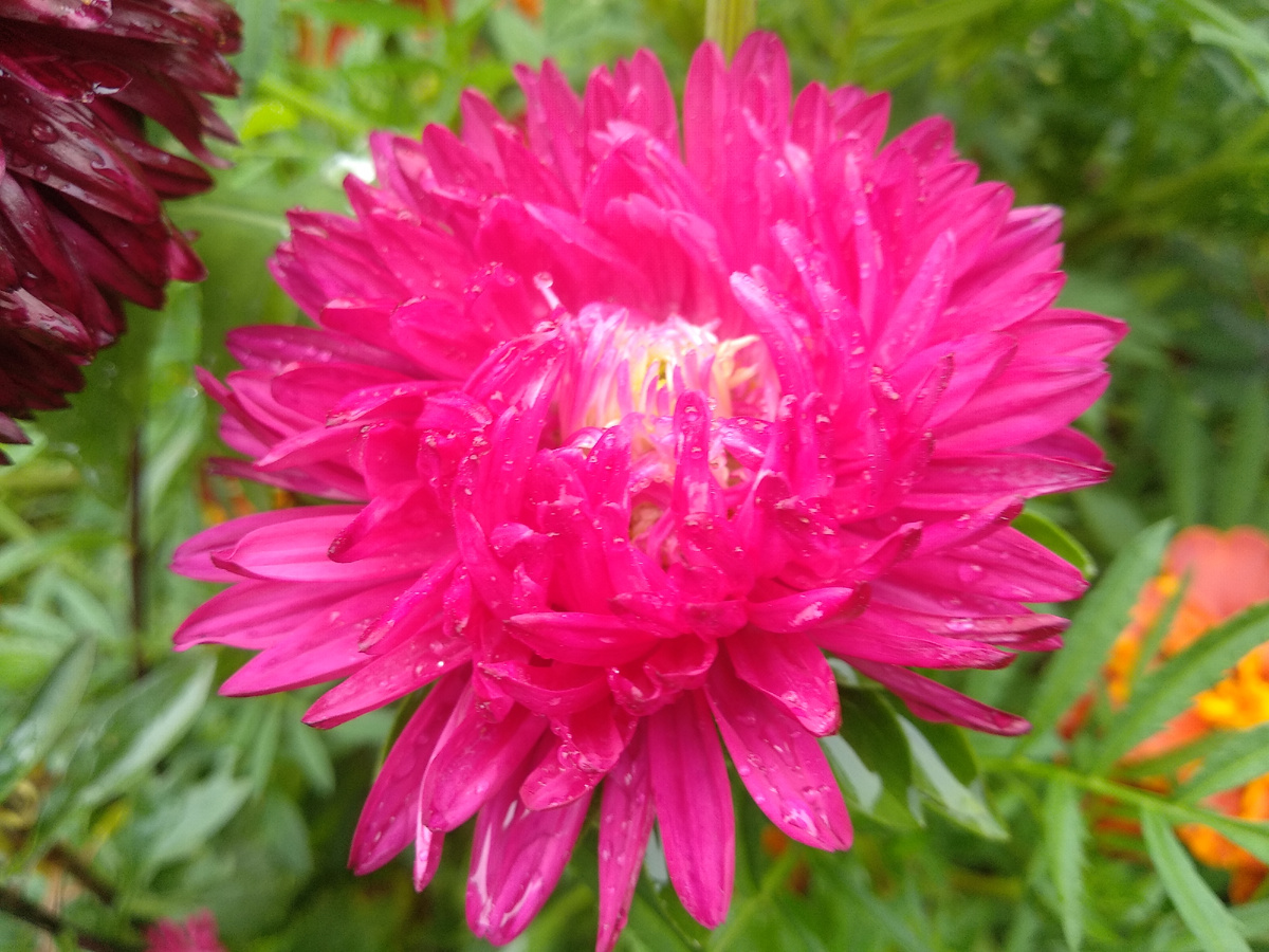 Цветение астры. Фото автора