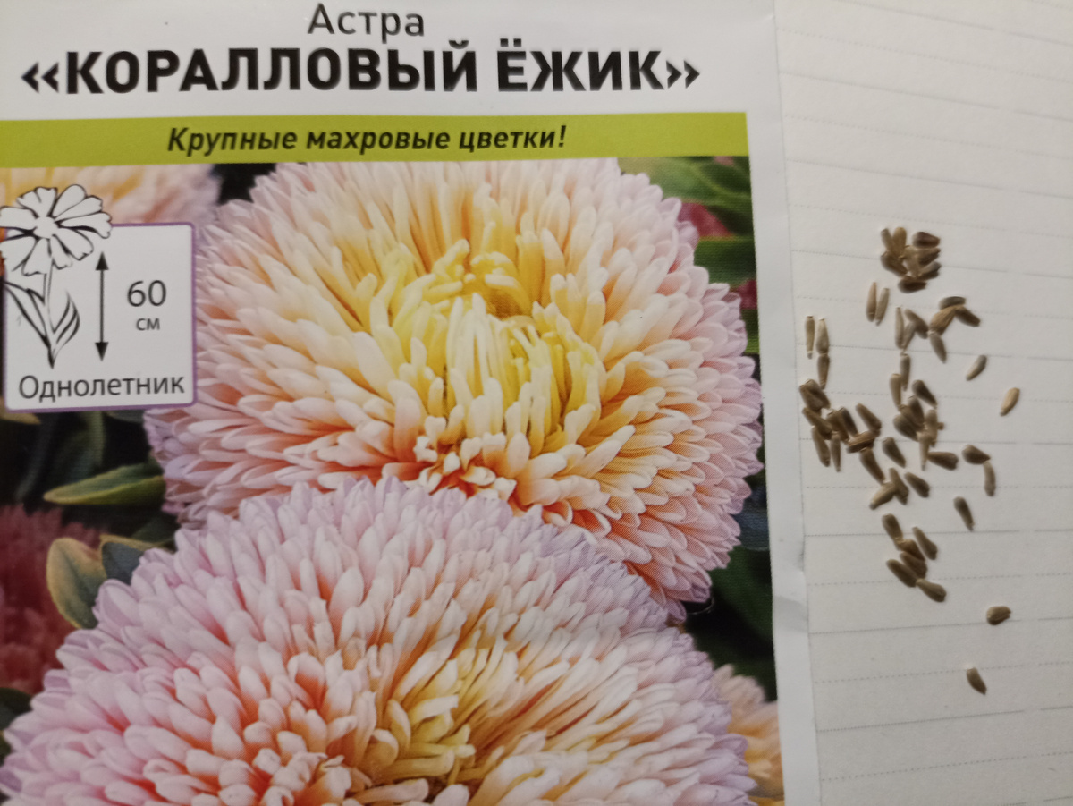 Приобретаю качественные семена для 100% всхожести. Фото автора