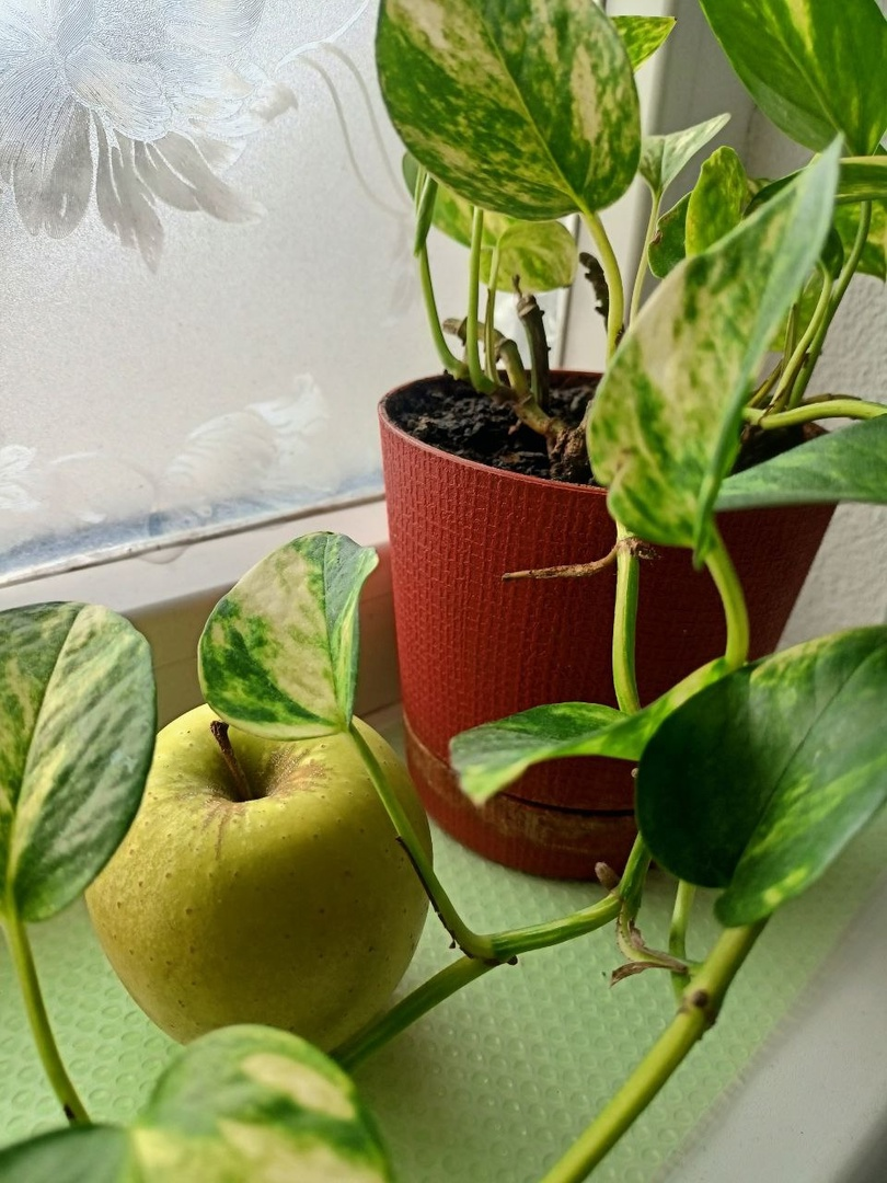 яблоко в подарок инженеру Морозову и бабушкин сциндапсус