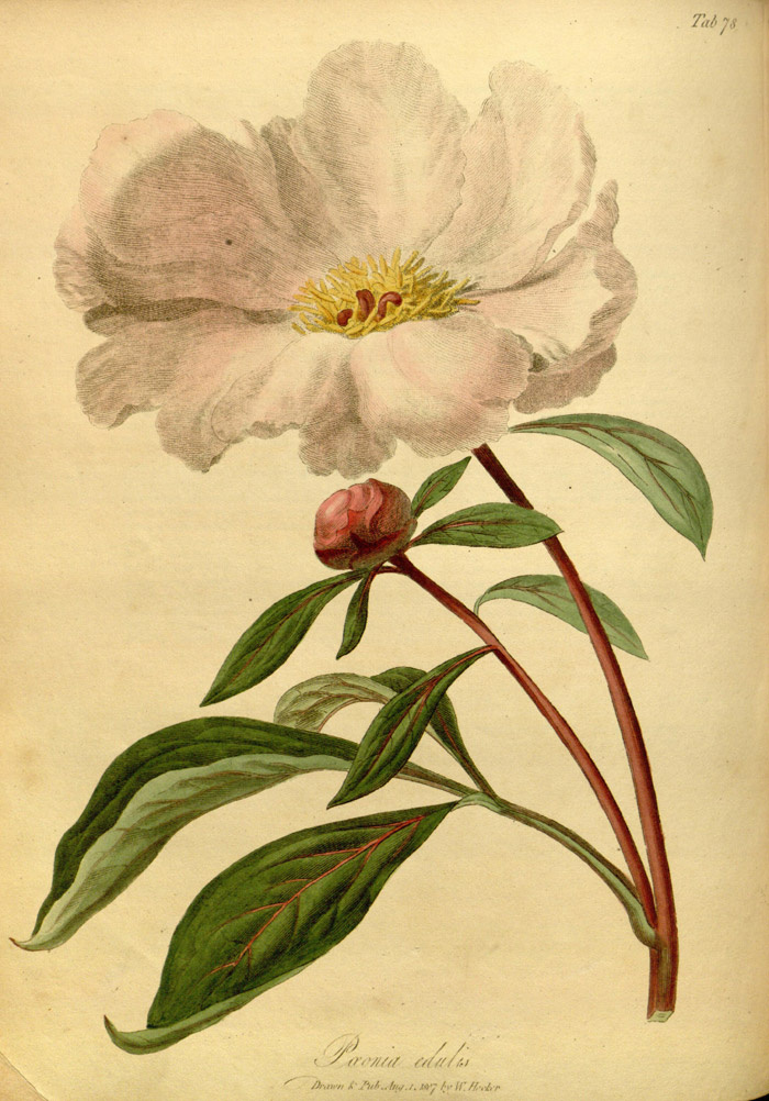 Изображение Paeonia edulis. в «The paradisus londinensis: or coloured figures of plants cultivated in the vicinity of the metropolis».  Ссылка на изображение: https://www.biodiversitylibrary.org/item/113616#page/178/mode/1up