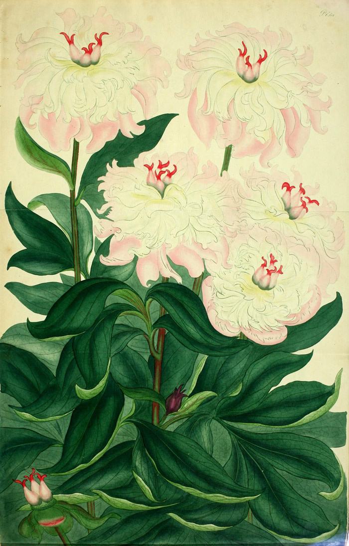 Изображение Paeonia albiflora flore pleno, p. 612 в в «The botanist's repository, for new and rare plants». Ссылка на изображение: https://www.biodiversitylibrary.org/item/123043#page/21/mode/1up
