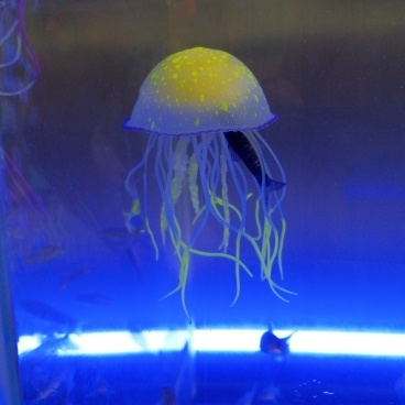 Кто в аквариуме живёт? Фото автора из Казанского аквапарка.