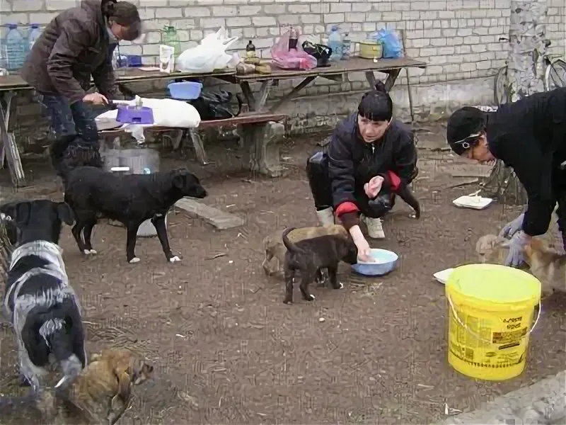 Очень нужна помощь кормами