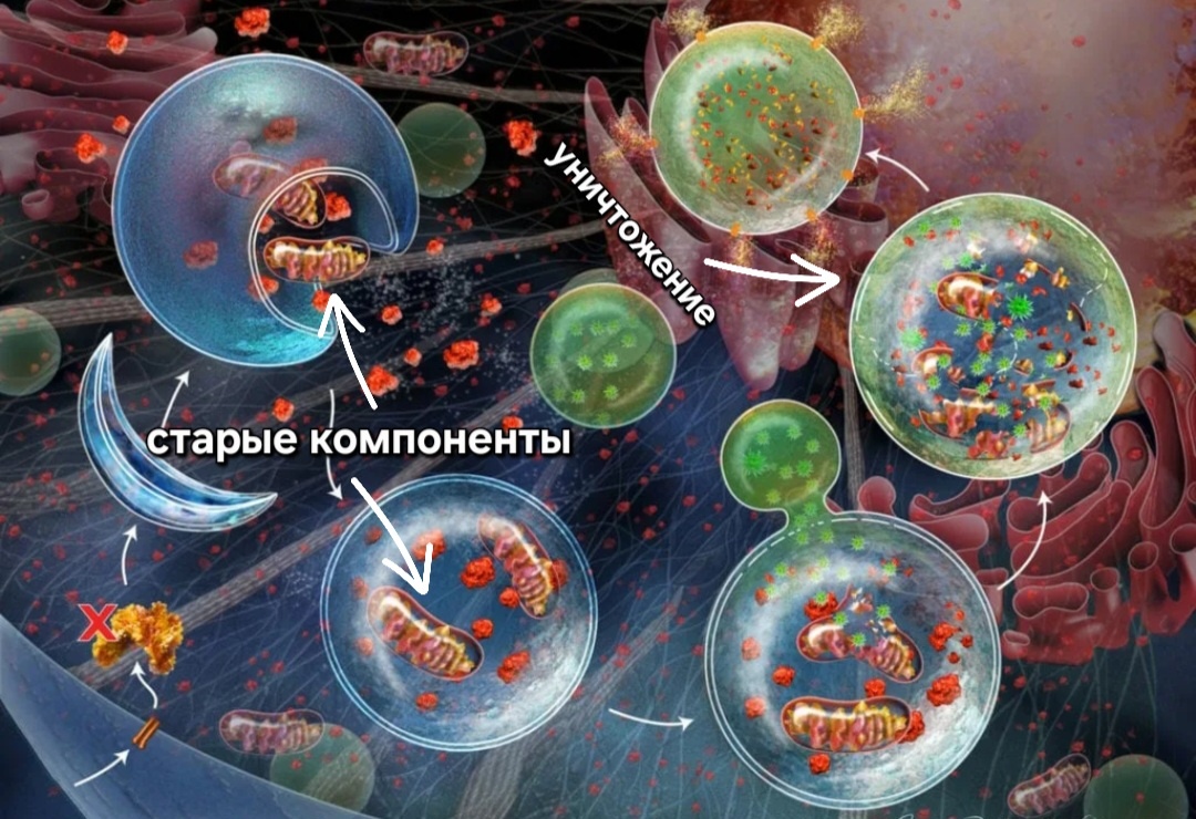 Наглядное изображение процесса аутофагии.