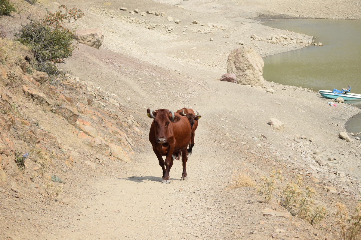 Местные обитатели. Фотография автора статьи. 