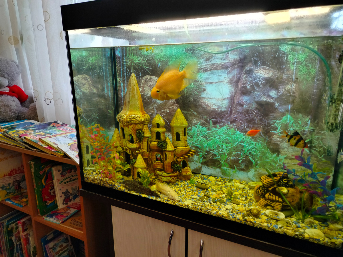 Люблю у аквариума посидеть