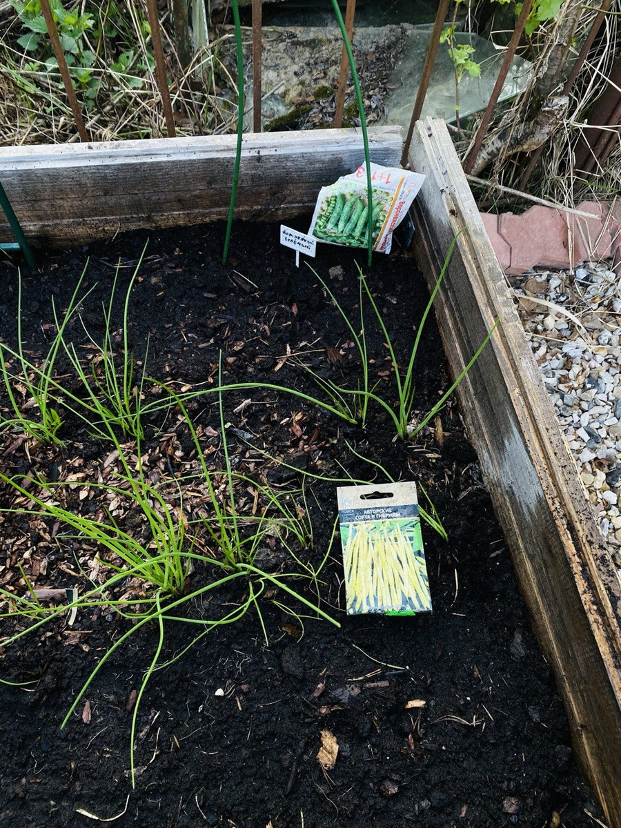 Шнитт-лук весной