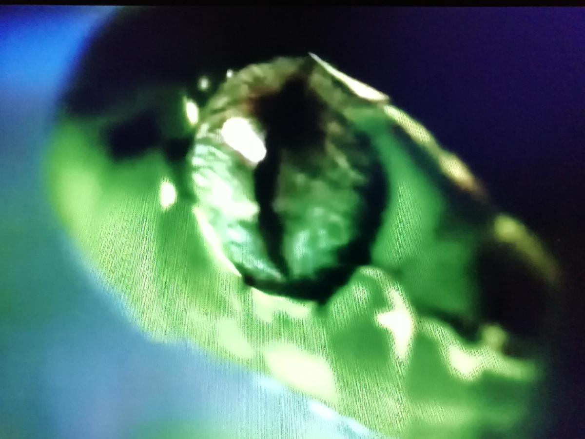 год зеленой деревянной змеи