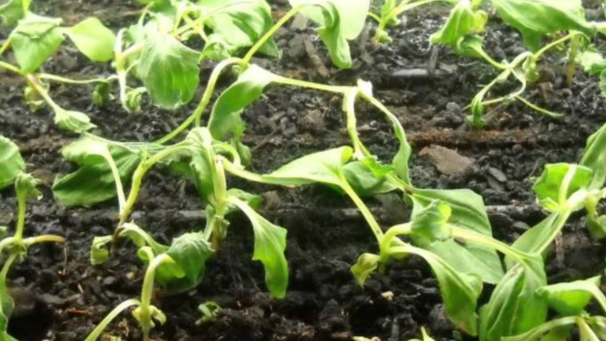 Фото из сети