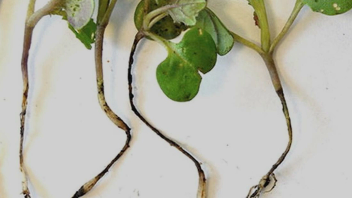 Фото из сети