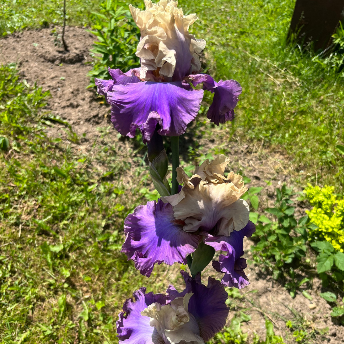 Благородное сочетание оттенков Ораторио восхищает!