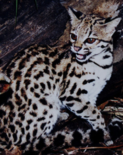 Фото из открытого источника