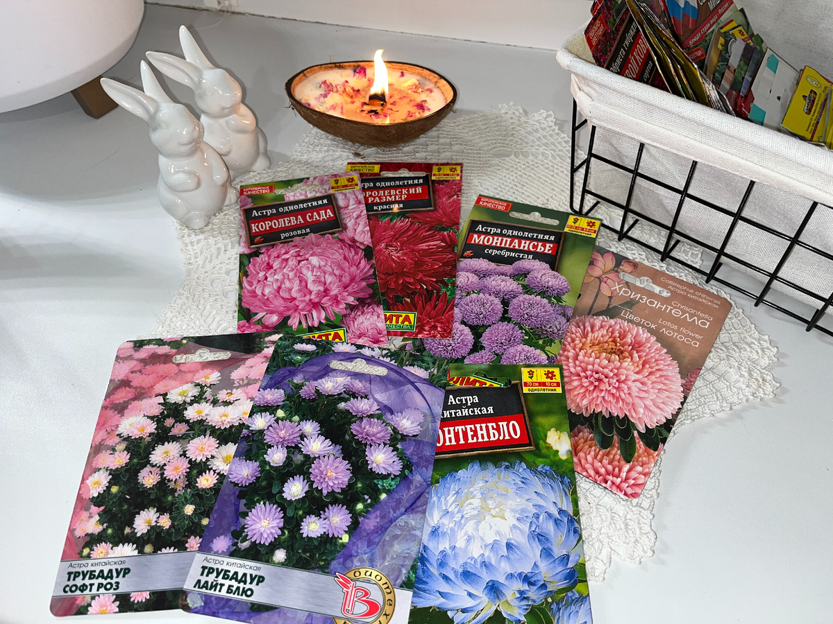 Сорта астр. Листайте