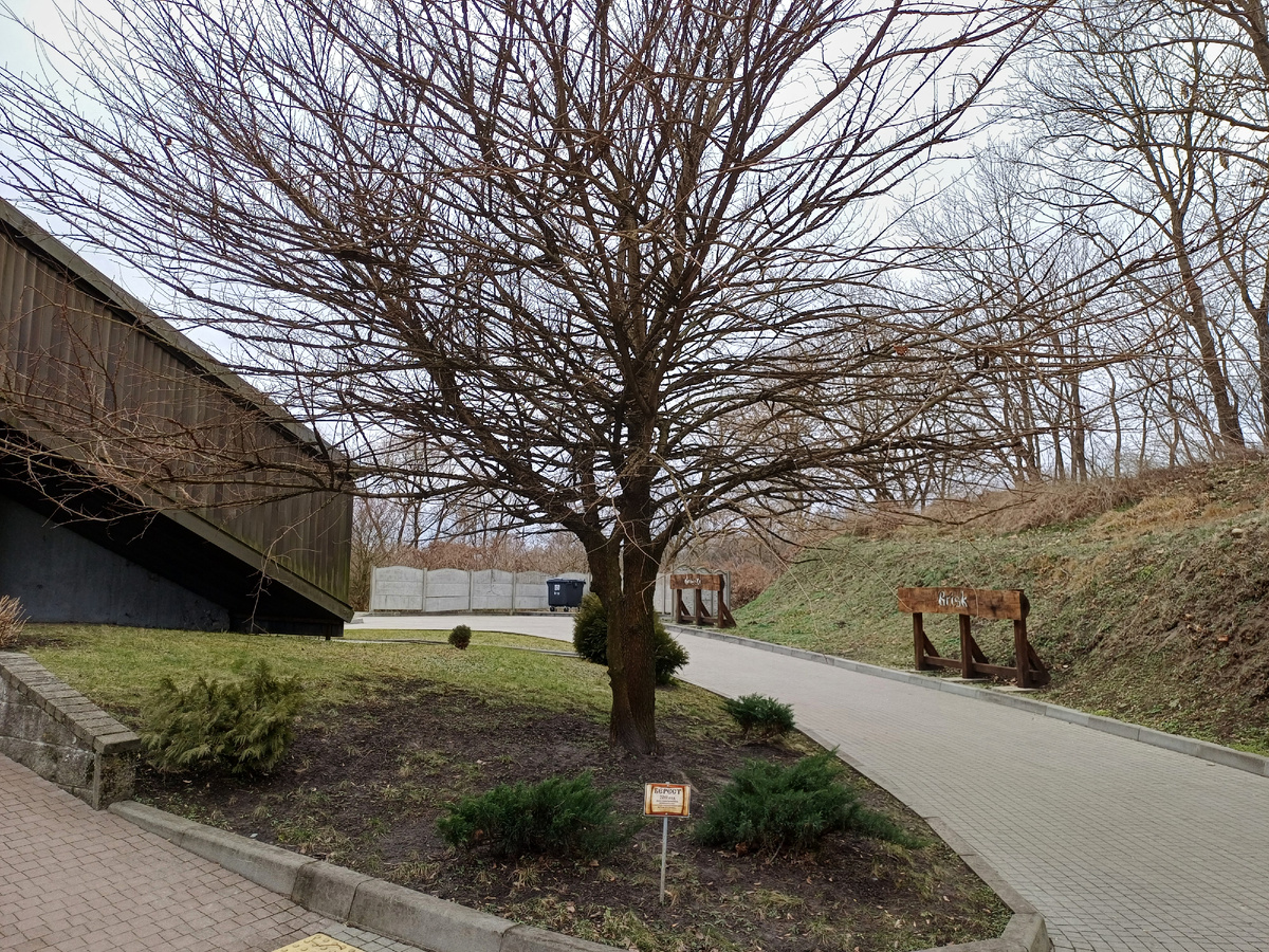 Берест около музея. 