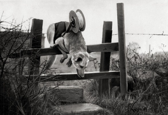 Собака тянет провод связи