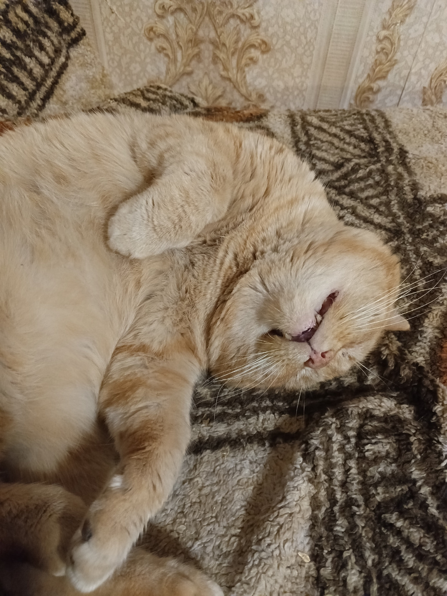 Неаккуратный Проня, фото автора