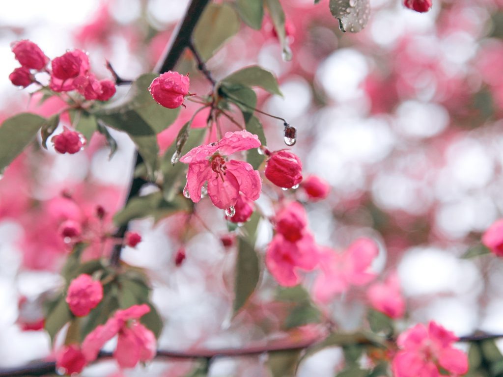 фотограф Степанов А. Цветение вишни в Москве