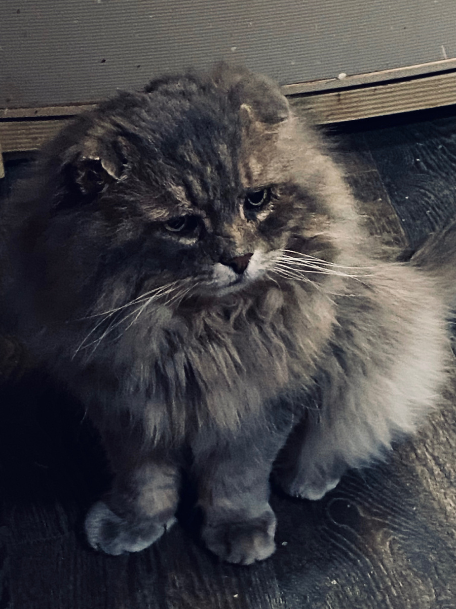 Наш красавчик Филя! Везде фото автора.