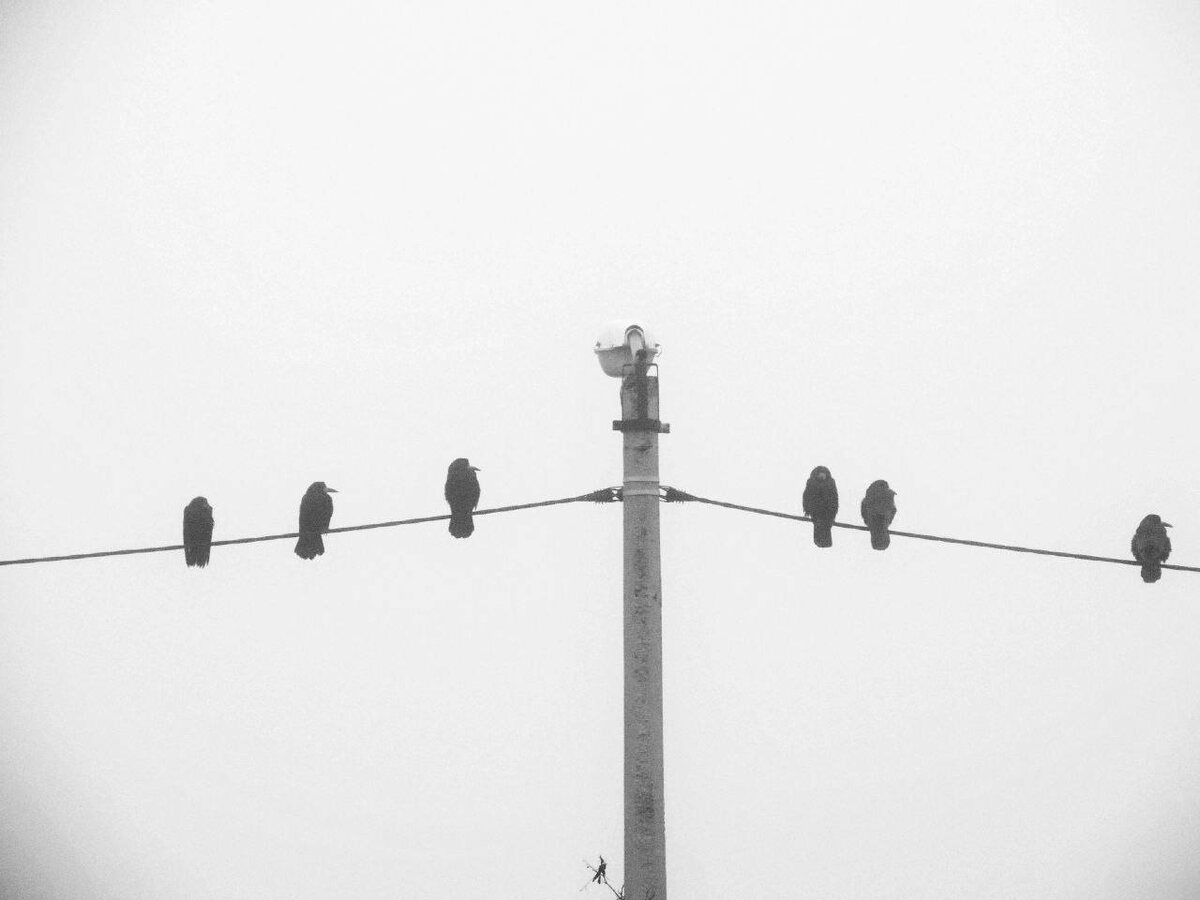 В Волгограде туман. Но чёрных ворон хорошо видно, а белых нет. 