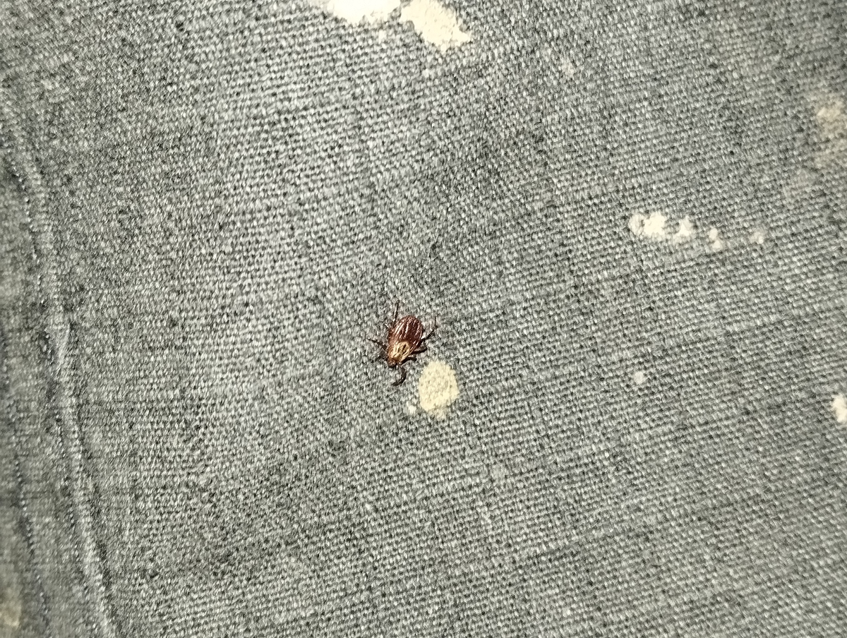 Январский клещ.