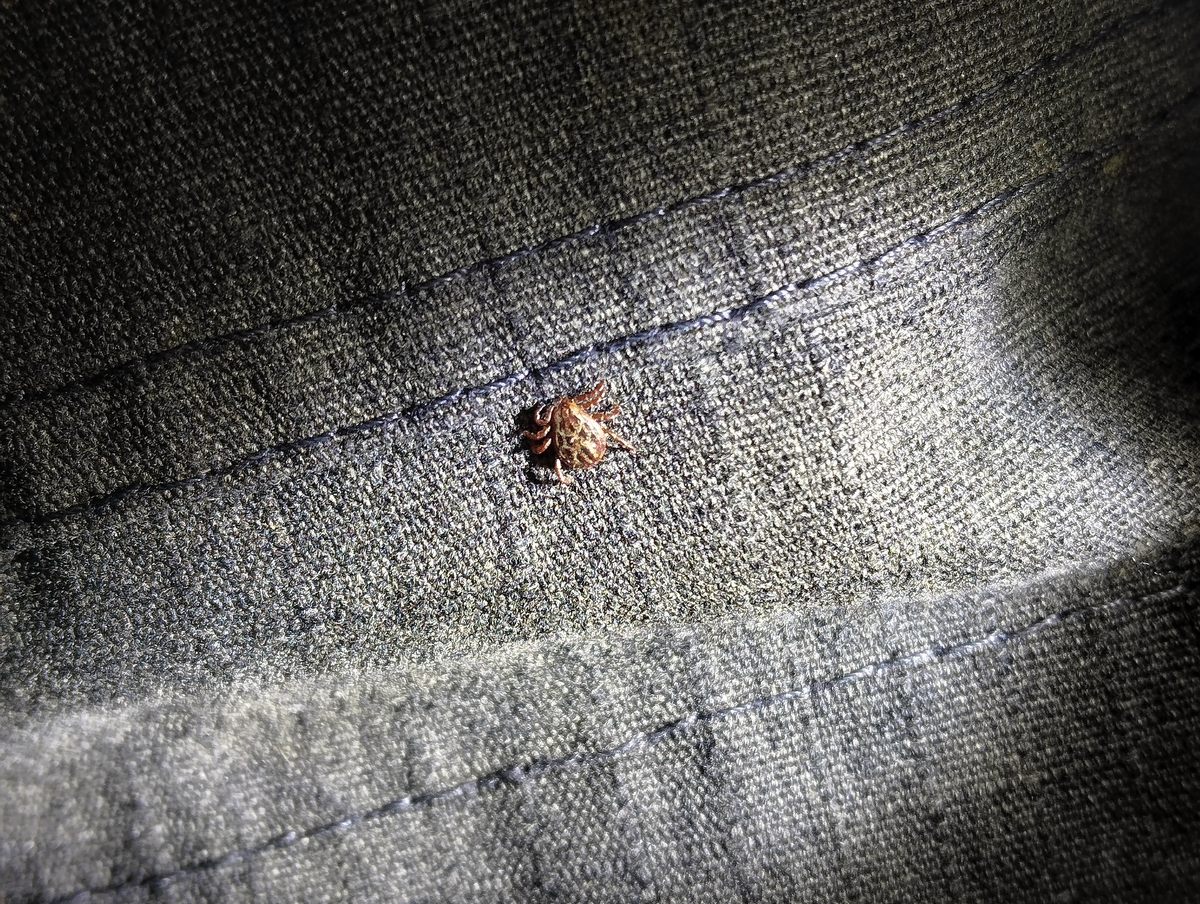 Ещё один клещ, которому не спится.