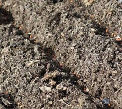 посадка моркови