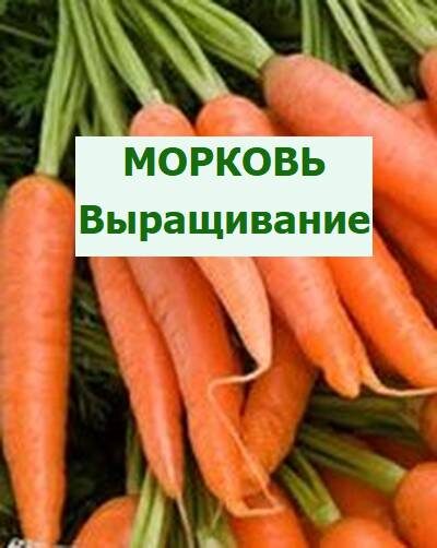 выращивание моркови
