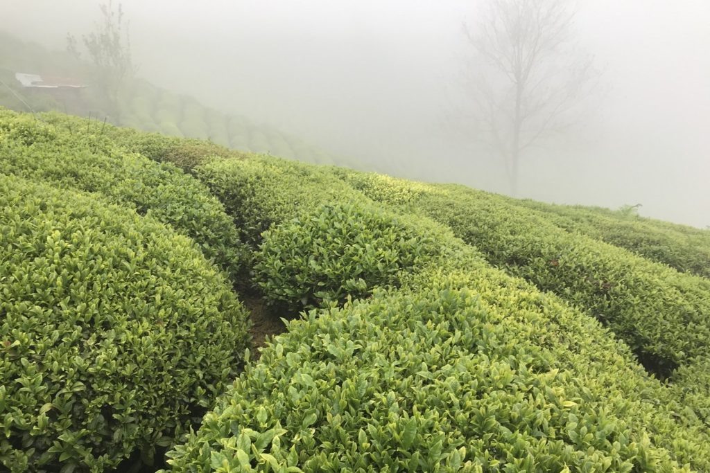 Чайные плантации в Ризе (Турция). © Ольга Никандрова