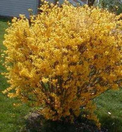 форзиция выращивание