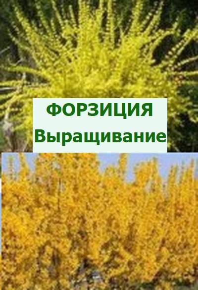 форзиция посадка и уход